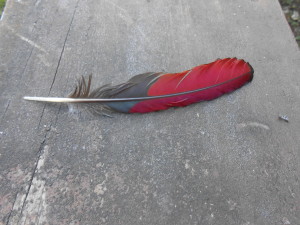 The feather of a Knysna Loerie